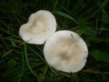 Melanoleuca subalpina image
