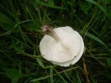 Melanoleuca subalpina image