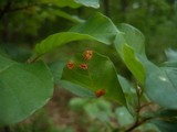Puccinia coronata image