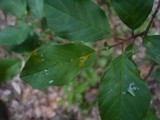 Puccinia coronata image