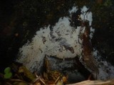 Sistotrema brinkmannii image