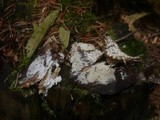Sistotrema brinkmannii image