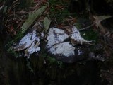 Sistotrema brinkmannii image