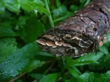 Stereum sanguinolentum image