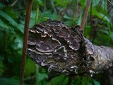 Stereum sanguinolentum image