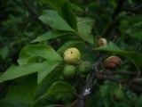 Taphrina pruni image