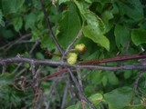 Taphrina pruni image