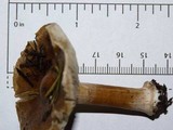 Inocybe praecox image