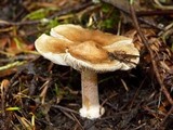 Inocybe praecox image