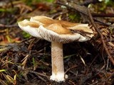 Inocybe praecox image