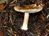Inocybe praecox image