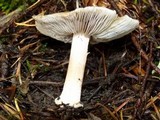 Inocybe praecox image
