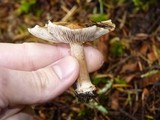 Inocybe praecox image