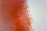 Inocybe praecox image