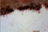 Inocybe praecox image