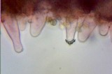 Inocybe praecox image