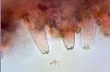 Inocybe praecox image
