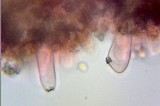Inocybe praecox image