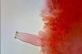 Inocybe praecox image