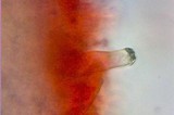 Inocybe praecox image