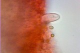 Inocybe praecox image