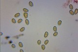Inocybe praecox image