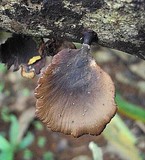 Polyporus ianthinus image