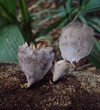 Polyporus ianthinus image