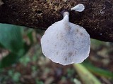 Polyporus ianthinus image