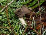 Helvella elastica image