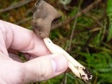 Helvella elastica image