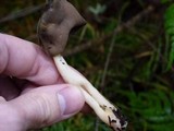 Helvella elastica image