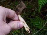 Helvella elastica image