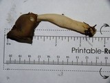 Helvella elastica image