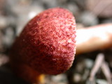 Tricholomopsis rutilans image