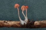 Atheniella adonis image