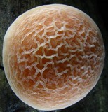 Rhodotus palmatus image