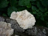Trametes pubescens image
