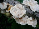 Trametes pubescens image