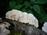 Trametes pubescens image