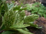 Tranzschelia pruni-spinosae image