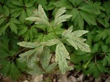 Tranzschelia pruni-spinosae image