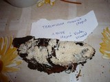Trechispora mollusca image