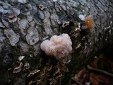 Tremella encephala image