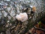 Tremella encephala image