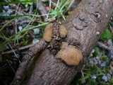 Tremella encephala image