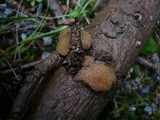 Tremella encephala image
