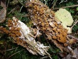 Trichia decipiens image