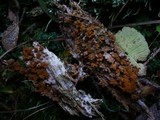 Trichia decipiens image