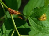 Puccinia coronata image